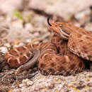 Image of Crotalus willardi silus Klauber 1949