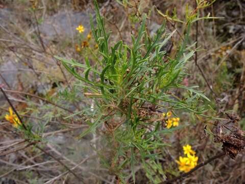 Image of Coreopsis petrophila A. Gray