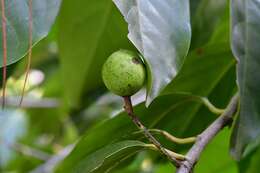 Prunus tetradenia Koehne resmi