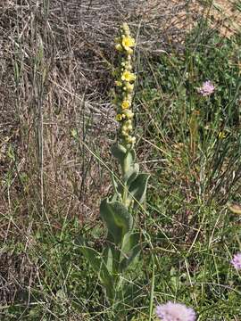 Image of Verbascum litigiosum Samp.