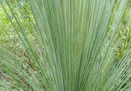 Image of Xanthorrhoea glauca D. J. Bedford