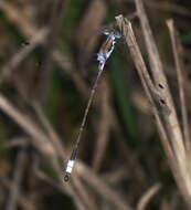 Sivun Lestes sigma Calvert 1901 kuva