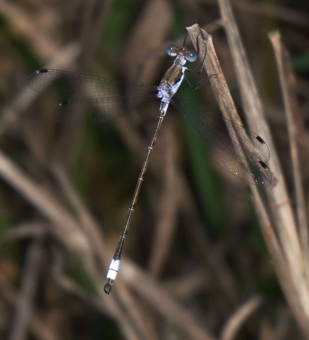 Sivun Lestes sigma Calvert 1901 kuva