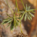 Image of Great Plains flatsedge