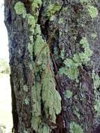 Image of Egg-cone Pine