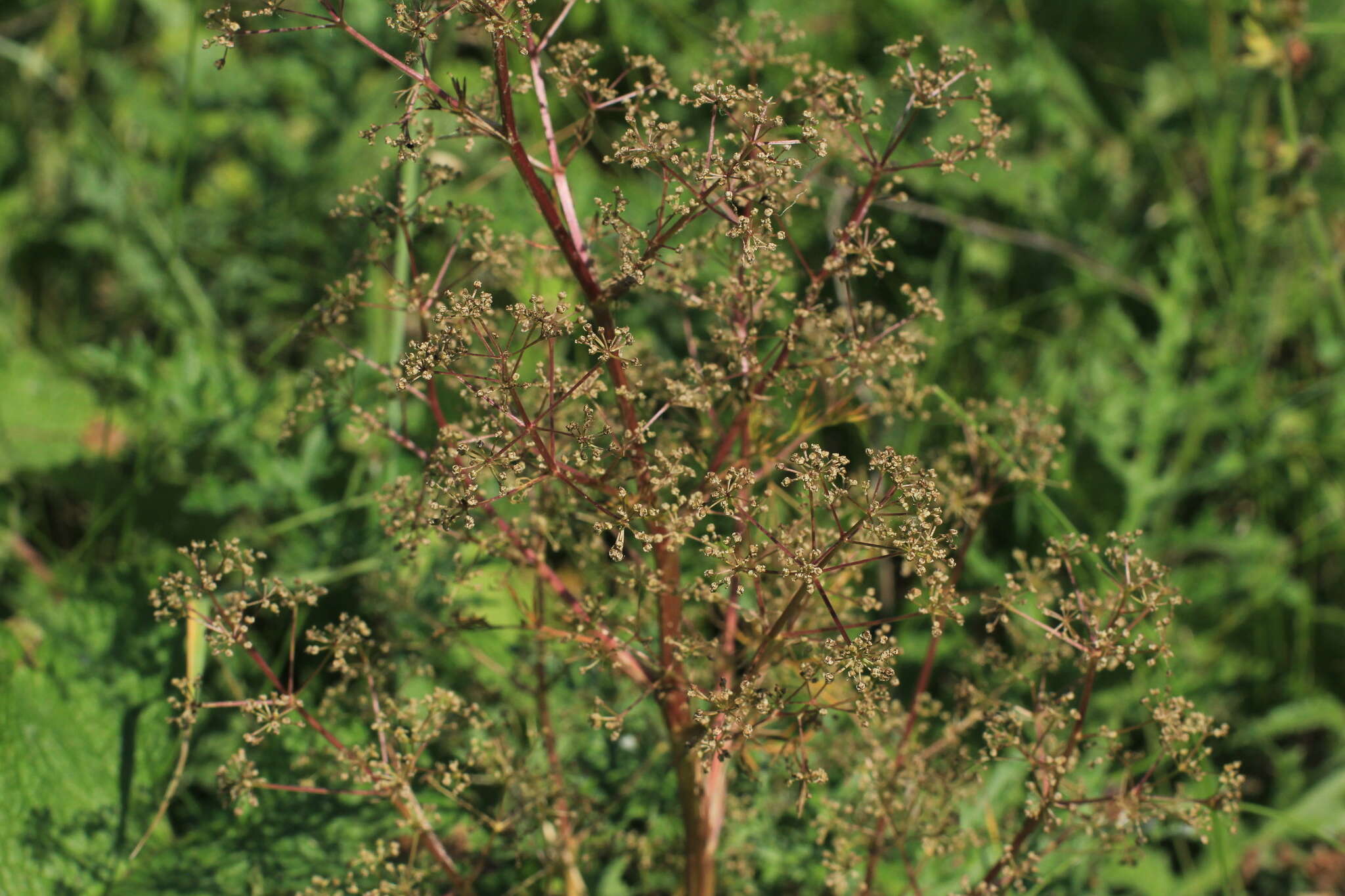 Trinia multicaulis (Poir.) Schischkin resmi