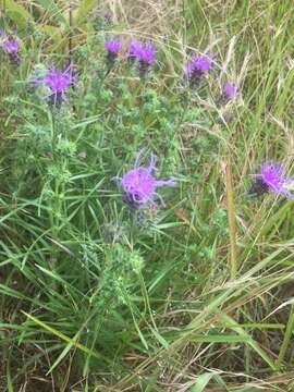 Image de Liatris hirsuta Rydb.