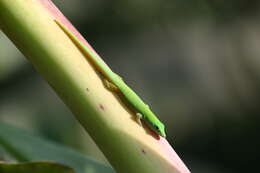 Image of Phelsuma astriata semicarinata Cheke 1982