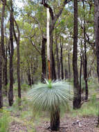 Image of Xanthorrhoea glauca subsp. angustifolia D. J. Bedford