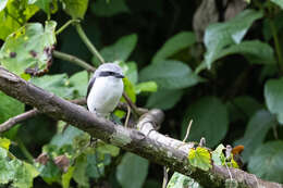 Image of Mackinnon's Shrike