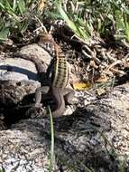 Image of Bastion Cay Curlytail Lizard