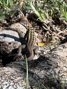 Imagem de Leiocephalus psammodromus Barbour 1920