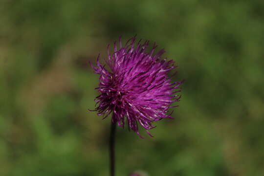 Image of Cirsium pannonicum (L. fil.) Link