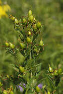 Image of great St. Johnswort