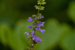 Image of Salvia japonica Thunb.