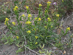 Image of Reseda crystallina Webb & Berth.