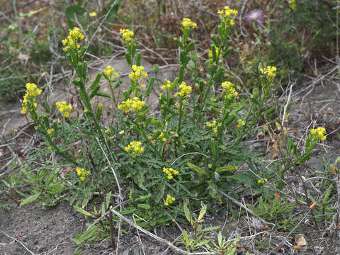 Image of Reseda crystallina Webb & Berth.