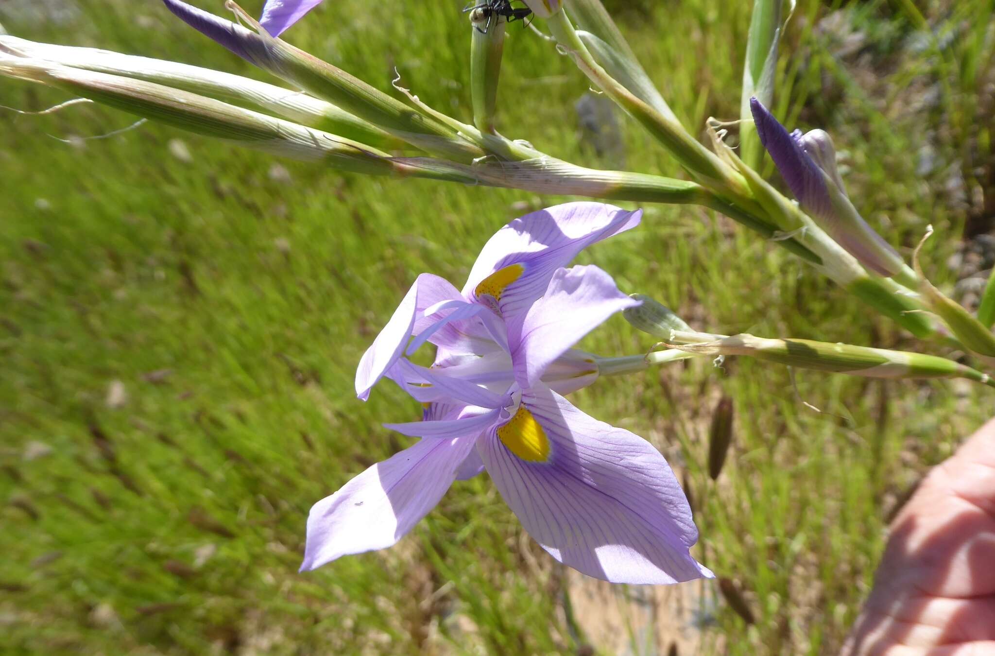 Image of blue-tulip