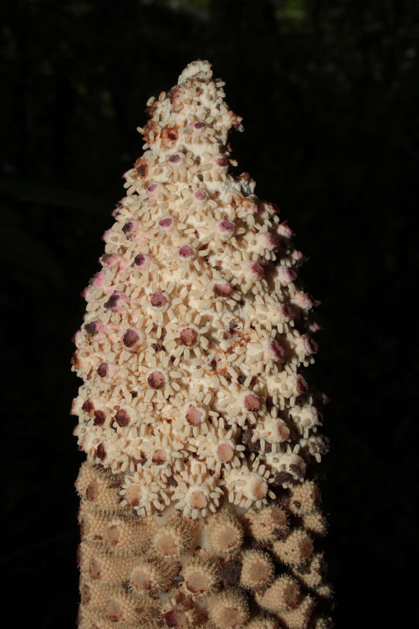 Image of Ombrophytum peruvianum Poepp. & Endl.