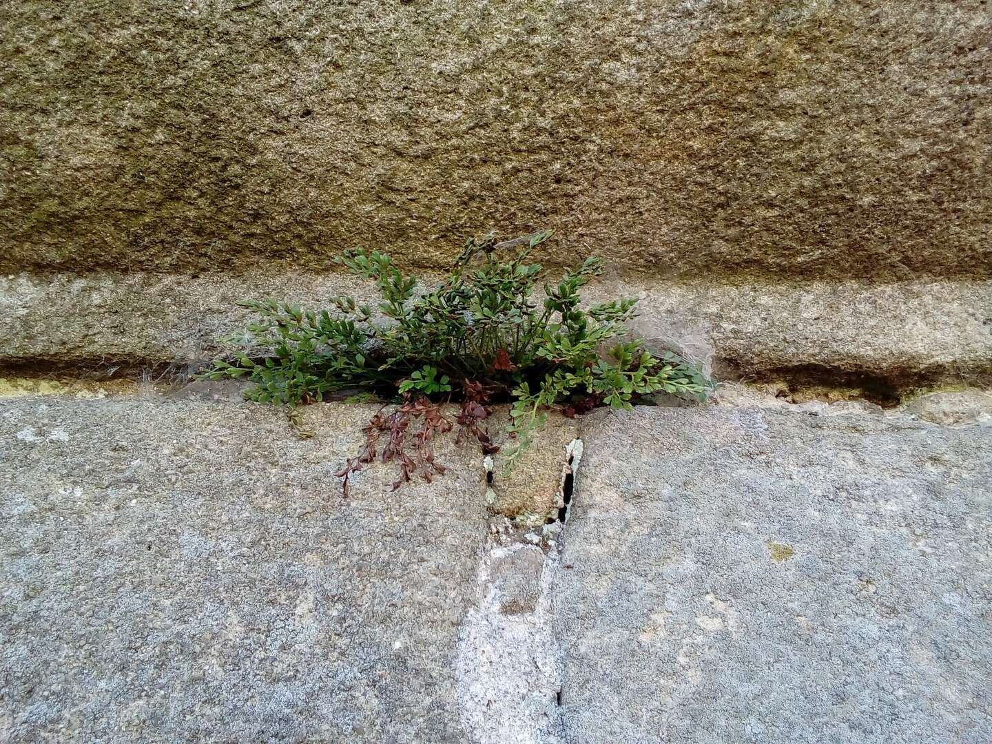 Sivun Asplenium ruta-muraria subsp. ruta-muraria kuva