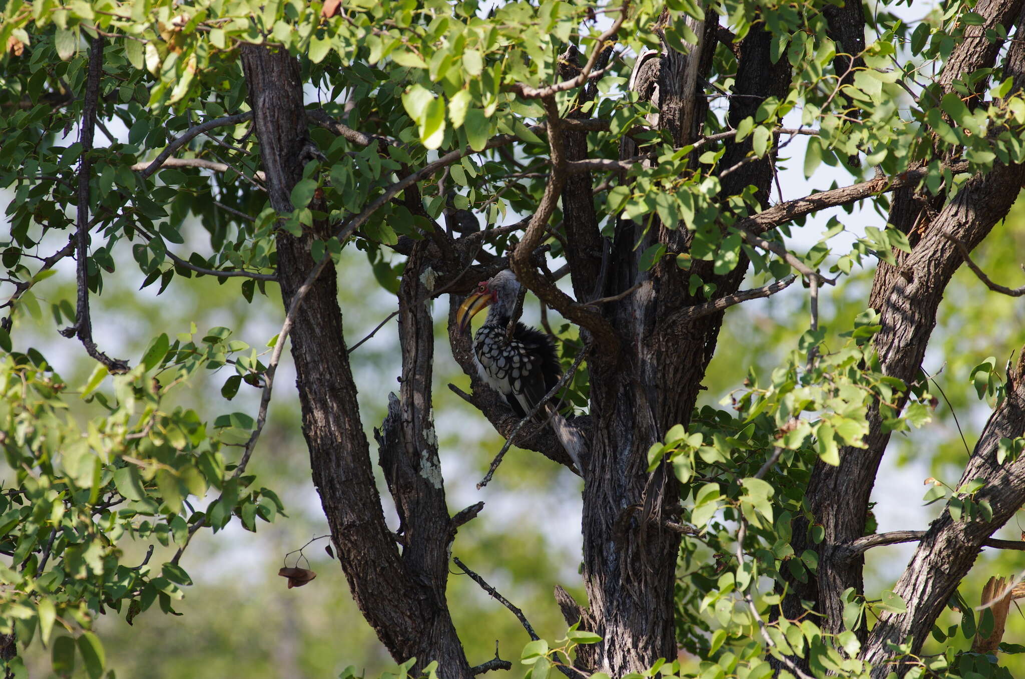 Image of Southern Yellow-billed Hornbill