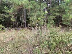 Image of Panicled Indigo-Bush