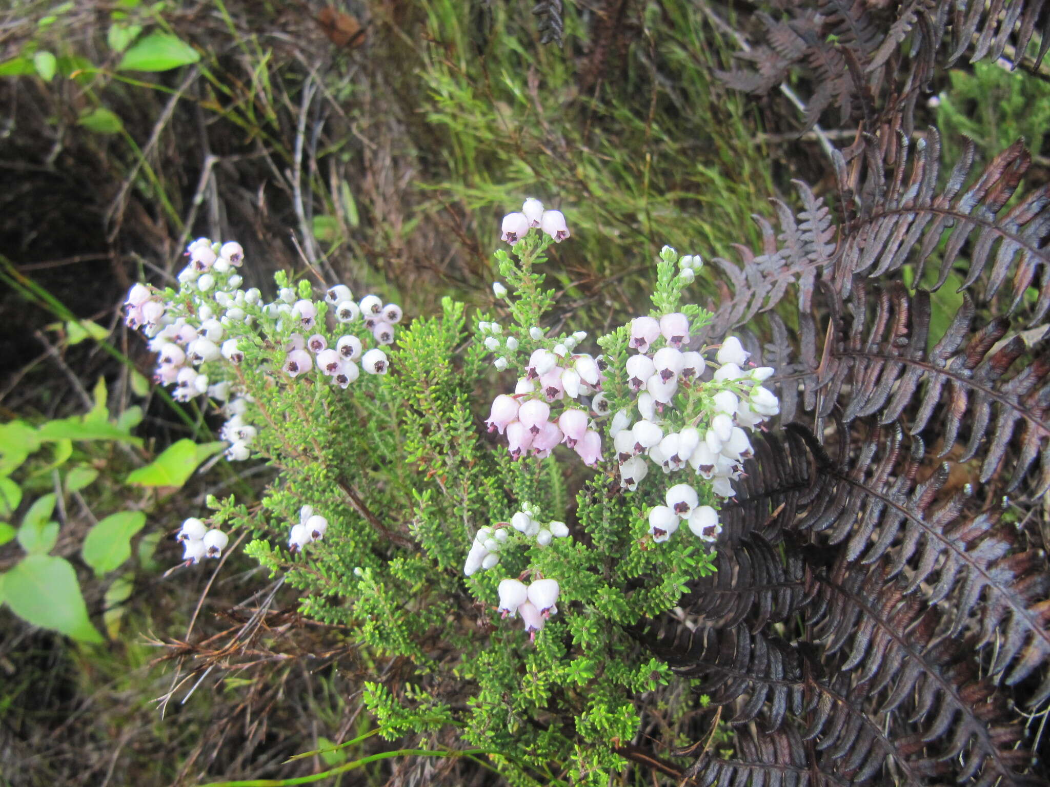 Image of Erica pubescens var. pubescens