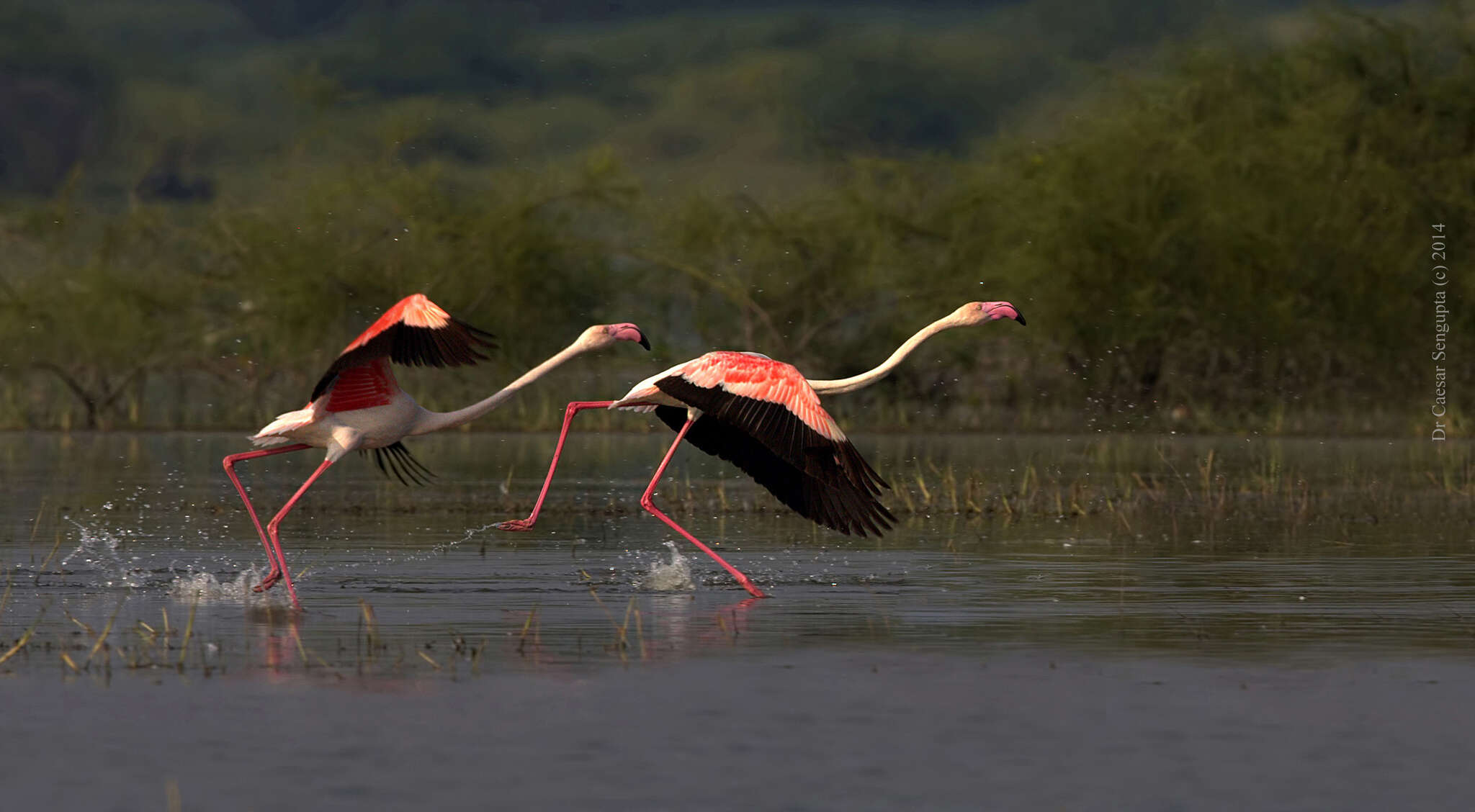 Imagem de Phoenicopterus roseus Pallas 1811