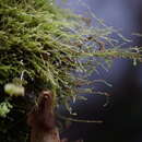 Image of Jungermann's platydictya moss