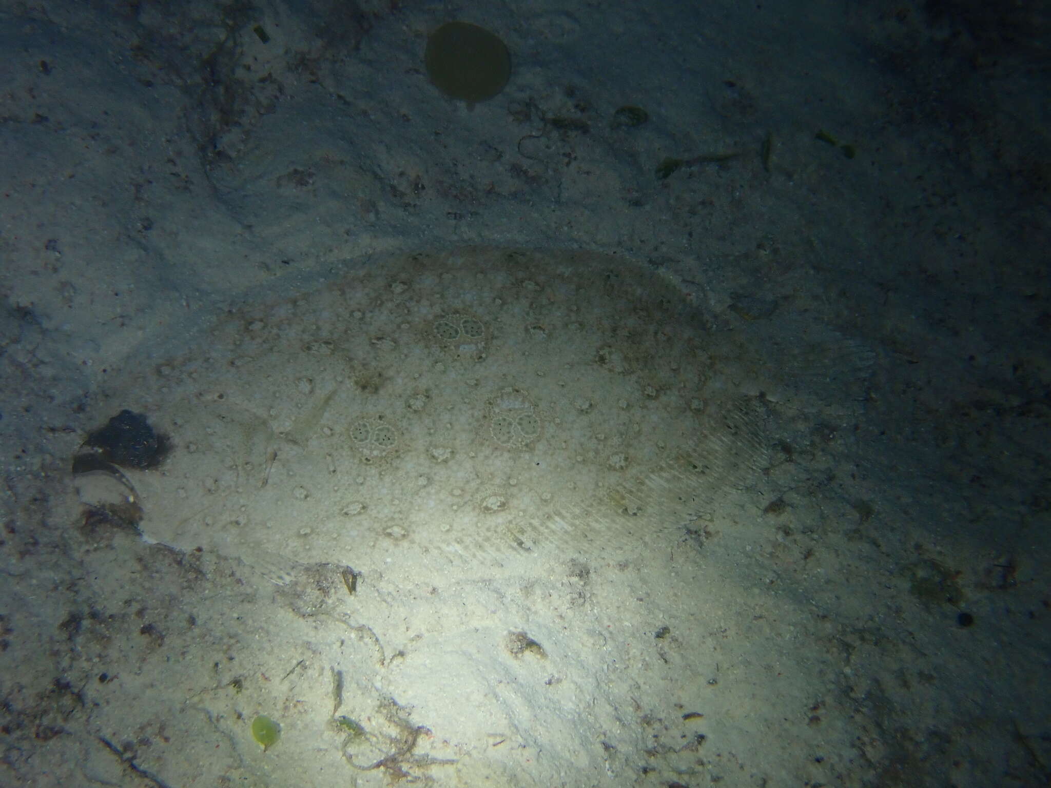 Image of Ocellated flounder
