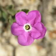 Image of Texas cupflower