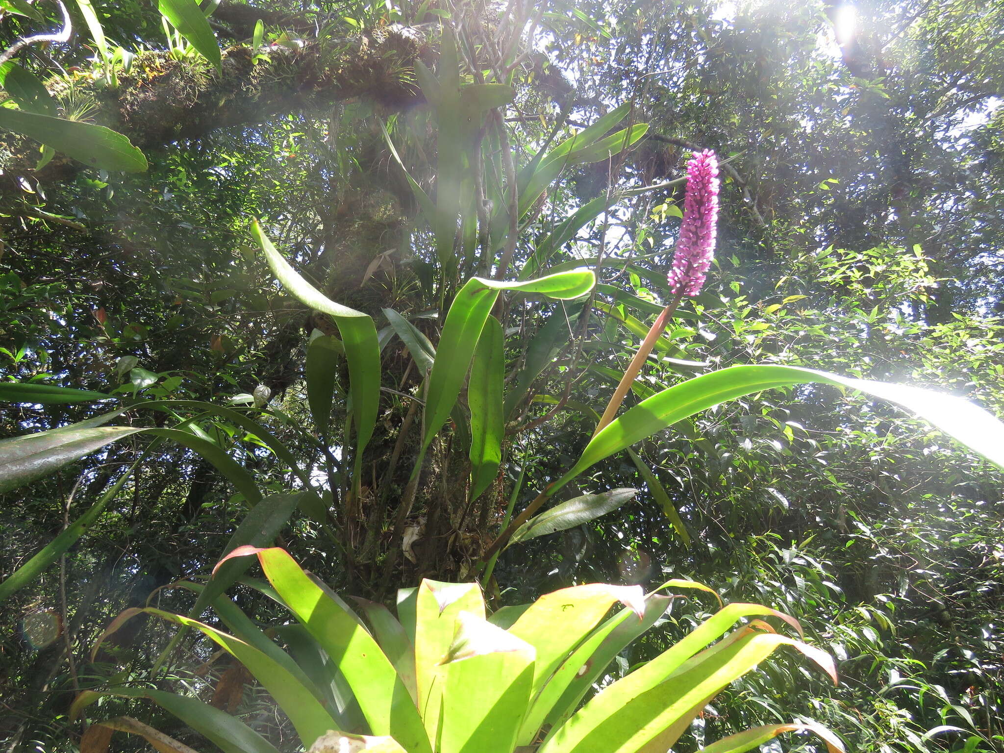 Image of Arpophyllum giganteum subsp. giganteum