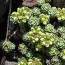 Image of Draba obovata Benth.