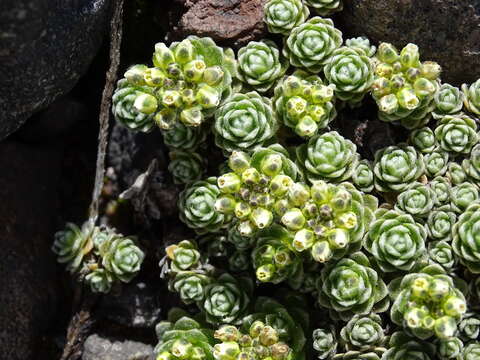 Imagem de Draba obovata Benth.