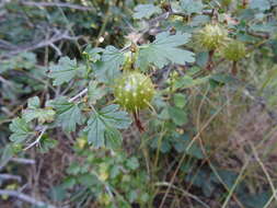 Image de Ribes roezlii Regel