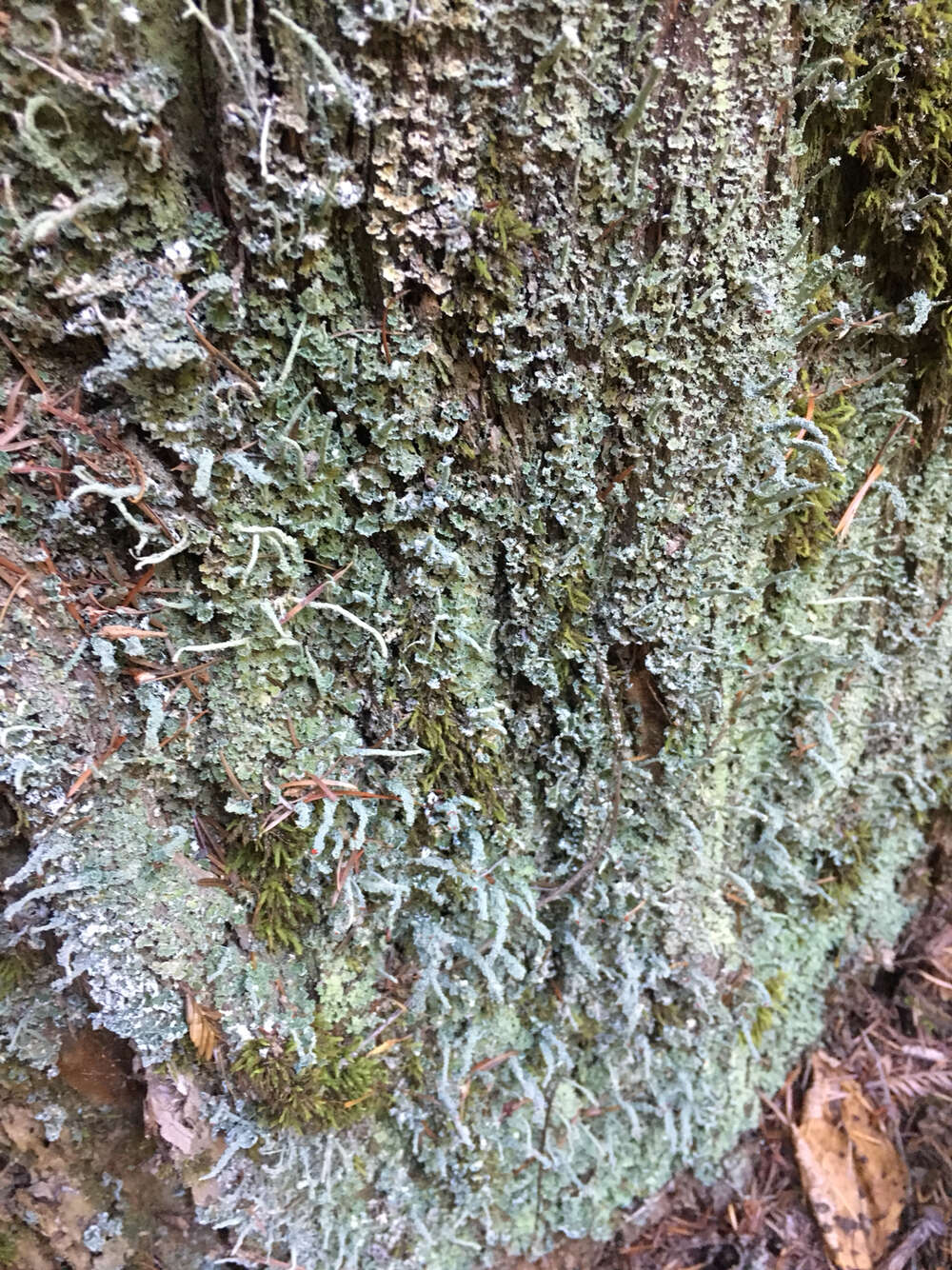 صورة Cladonia bellidiflora (Ach.) Schaer.