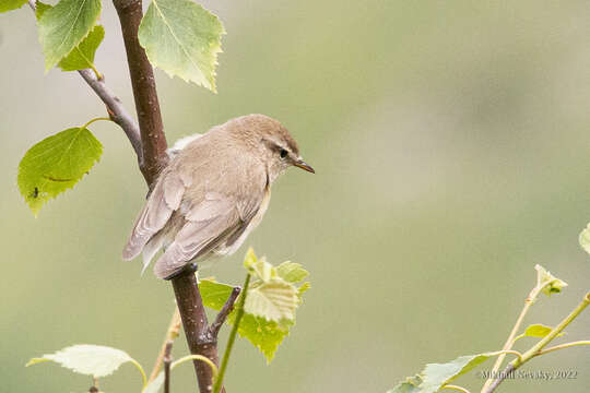 صورة Phylloscopus sindianus lorenzii (Lorenz & T 1887)