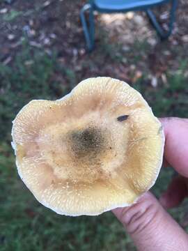 Image of Armillaria sinapina Bérubé & Dessur. 1988