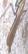 Image of Indomenella indica (Ghate & Mukherjee 2004)