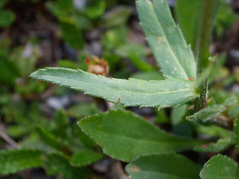 Слика од Leucanthemum adustum (Koch) Gremli