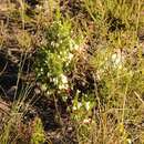 Plancia ëd Erica intermedia subsp. albiflora E. G. H. Oliv. & I. M. Oliv.