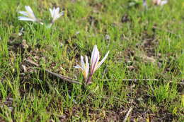 Image of Colchicum kesselringii Regel