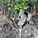 Imagem de Lomatium roneorum