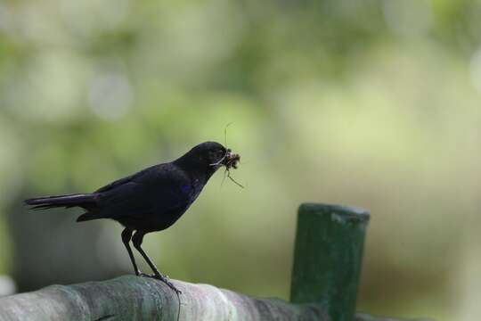 Image of Formosan Whistling-Thrush