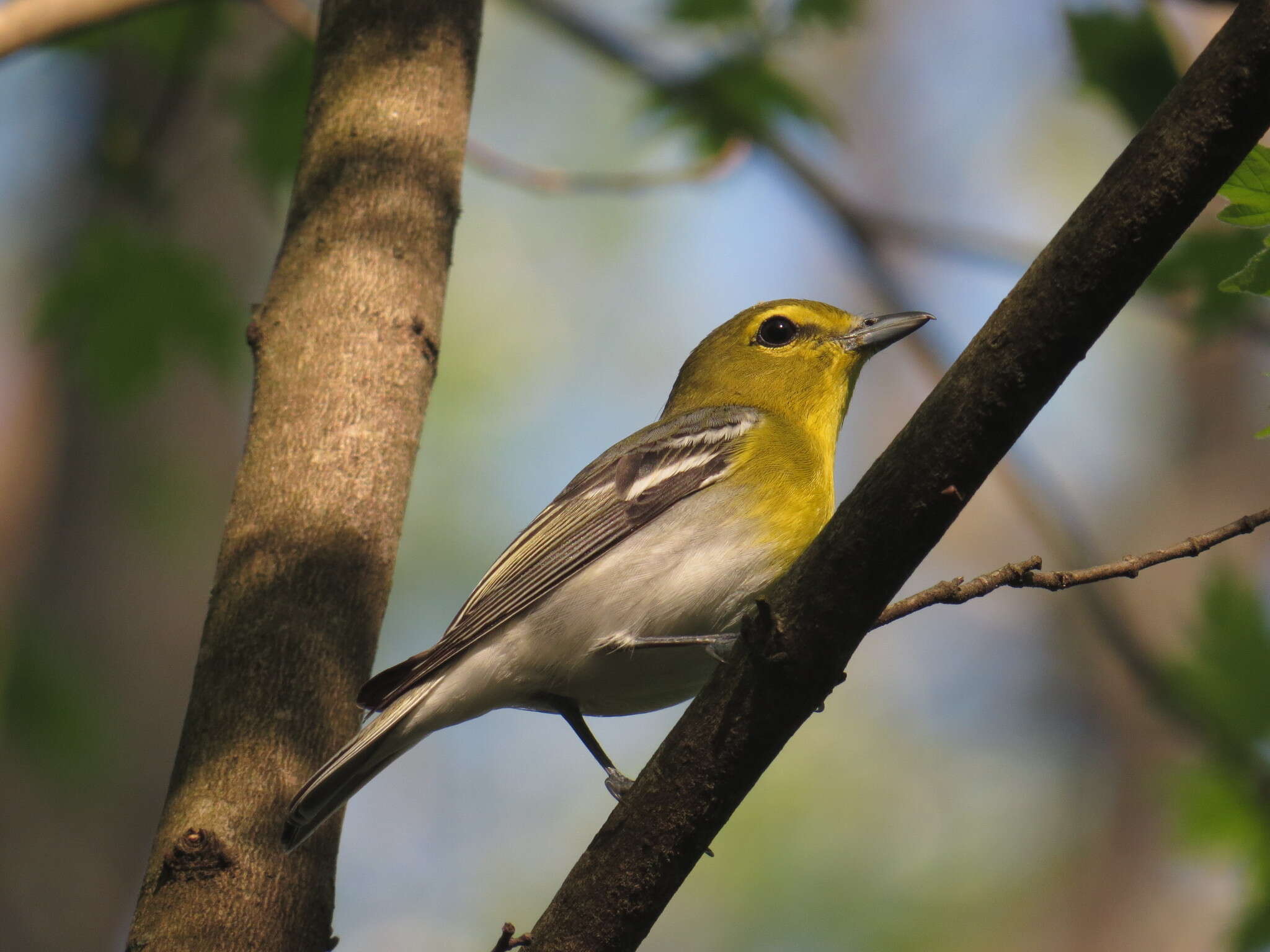 Sivun keltarintavireo kuva