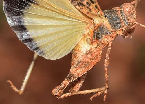 Image of Oedipoda fuscocincta Lucas & P. H. 1849