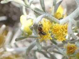 Image of Lasioglossum loetum (Brullé 1840)