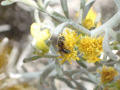 Plancia ëd Lasioglossum loetum (Brullé 1840)