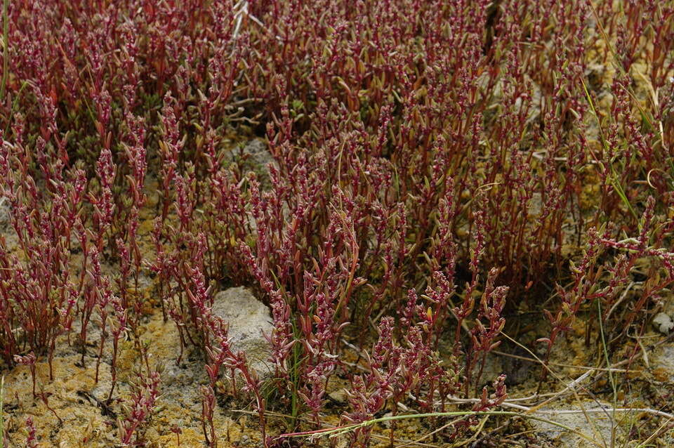 Image de Suaeda calceoliformis (Hooker) Moquin-Tandon