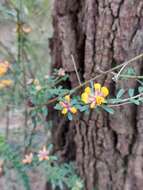 Image of Pultenaea retusa Sm.